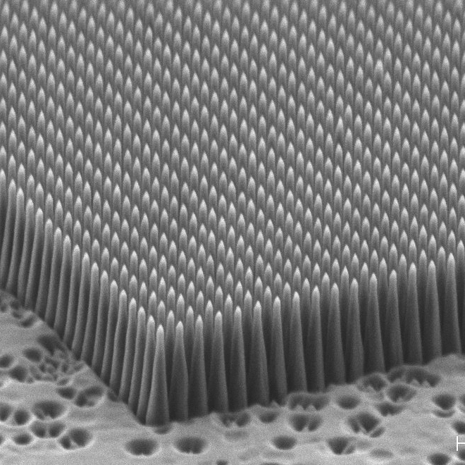 SEM image of nanorods