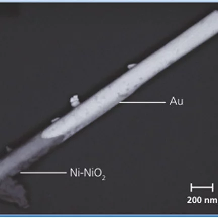 SEM picture of nanowire with metallic caps for nonoprobing