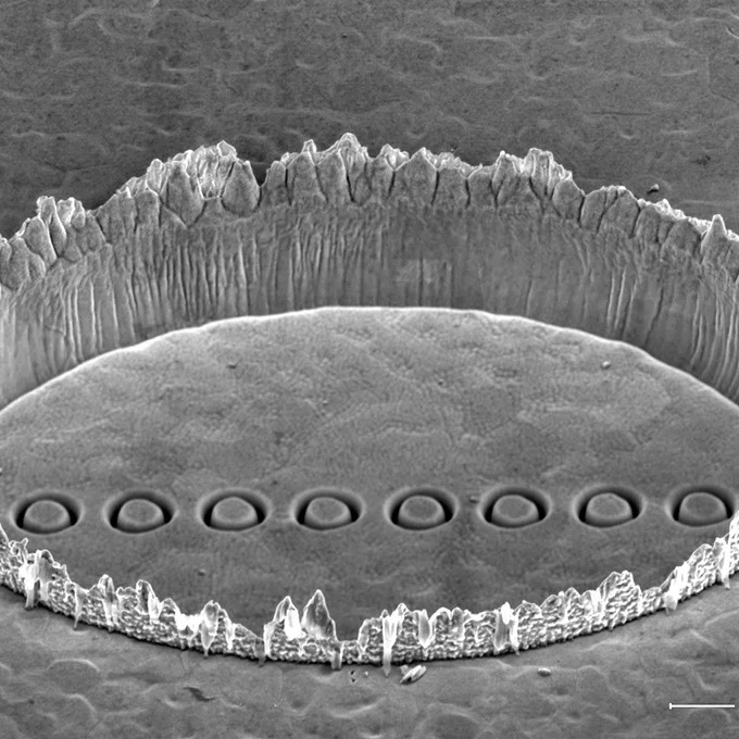SEM image showing a ring of plasmonics