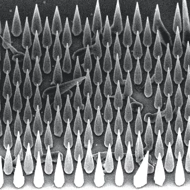 SEM image showing the growth of InP nanowires via selective area epitaxy for single photon emission